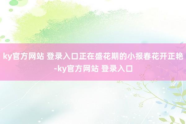 ky官方网站 登录入口正在盛花期的小报春花开正艳-ky官方网站 登录入口